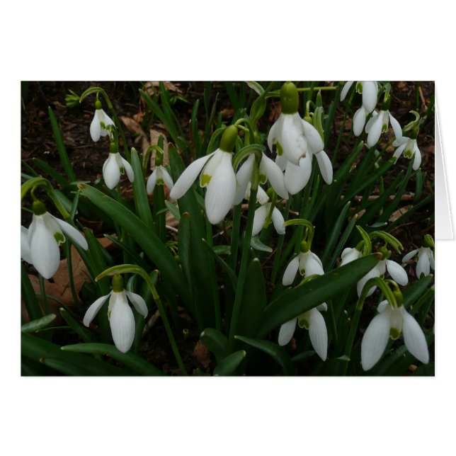 Snowdrops I (Galanthus) White Spring Flowers (Front Horizontal)