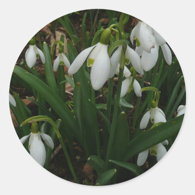Snowdrops I (Galanthus) White Spring Flowers Classic Round Sticker (Front)