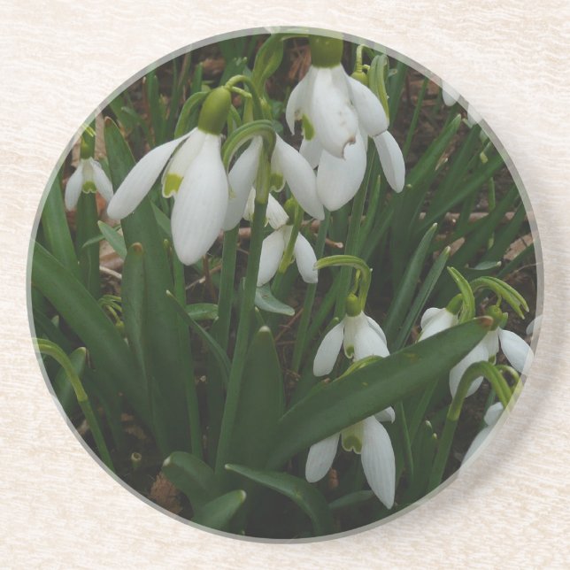 Snowdrops I (Galanthus) White Spring Flowers Coaster (Front)