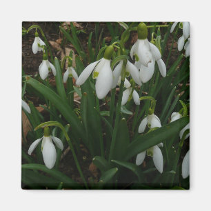 Snowdrops I (Galanthus) White Spring Flowers Magnet