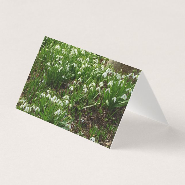 Snowdrops II (Galanthus) Spring Floral (Front)