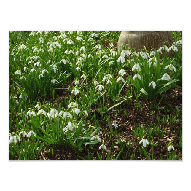 Snowdrops II (Galanthus) Spring Floral Photo Print (Front)