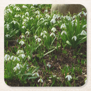 Snowdrops II (Galanthus) Spring Floral Square Paper Coaster