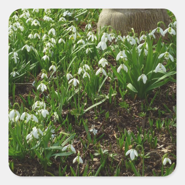 Snowdrops II (Galanthus) Spring Floral Square Sticker (Front)