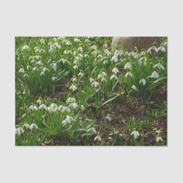Snowdrops II (Galanthus) Spring Floral Tissue Paper (Front)