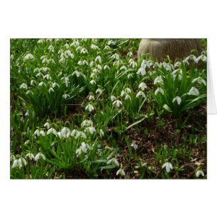 Snowdrops II (Galanthus) White Spring Flowers