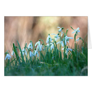 Snowdrops in Spring
