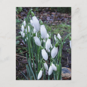Snowdrops in the rain postcard