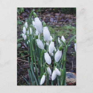 Snowdrops in the rain postcard