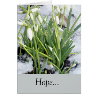 Snowdrops In The Snow