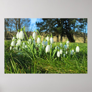 Snowdrops in the Sunshine - Personalised Poster