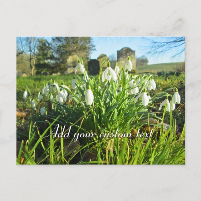 Snowdrops in the Sunshine - Personalized Postcard (Front)