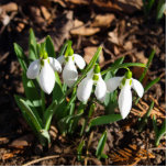 Snowdrops in the sunshine standing photo sculpture<br><div class="desc">Snowdrops in the garden sunshine. The first messenger of spring,  it's latin name is Galanthus.</div>