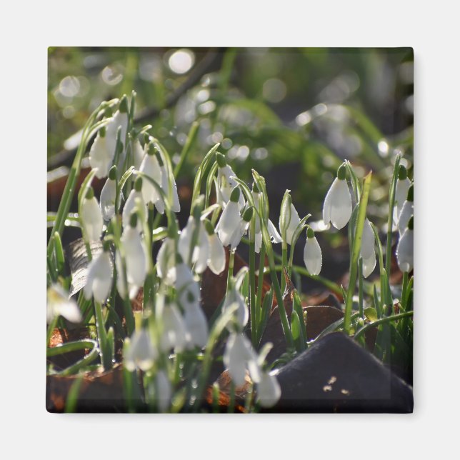 Snowdrops  magnet (Front)