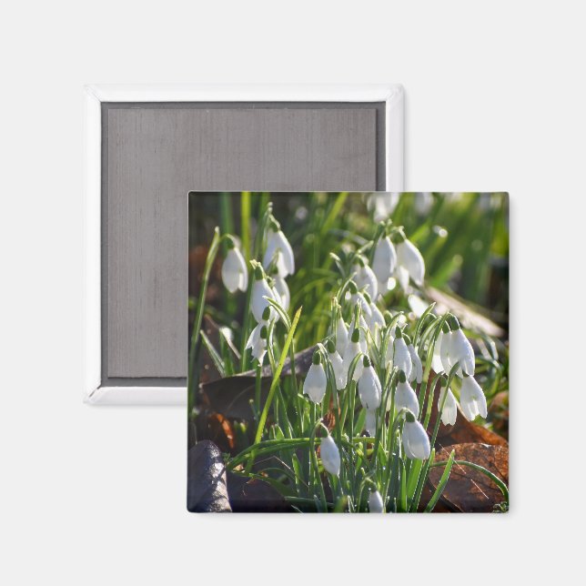 Snowdrops  magnet (Front/Back)