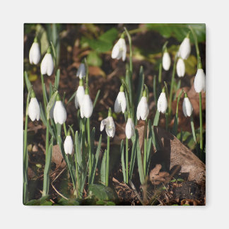 Snowdrops magnet