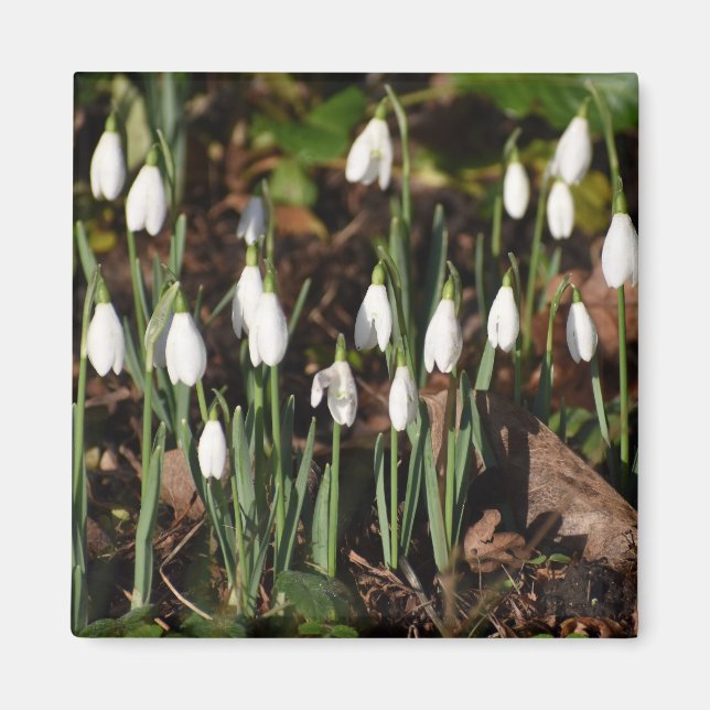 Snowdrops  magnet (Front)