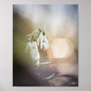 Snowdrops Nature Photo Poster