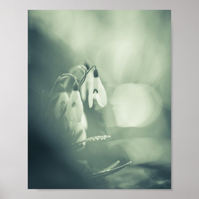 Snowdrops Nature Photo Poster (Front)