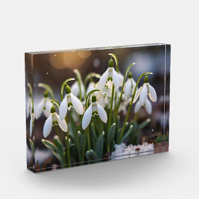 Snowdrops Photo Block (Left)
