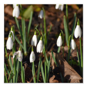 Snowdrops photo print