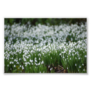 Snowdrops  photo print