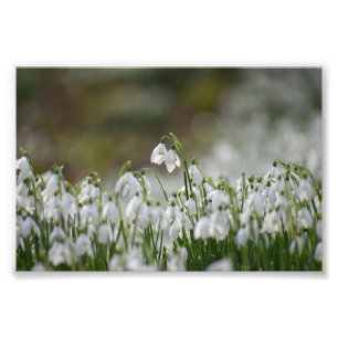 Snowdrops  photo print