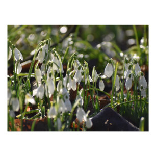 Snowdrops photo print