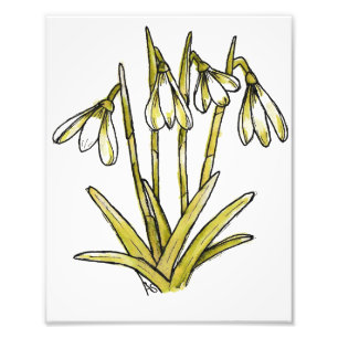Snowdrops Photo Print