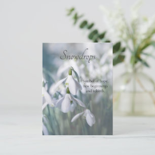 Snowdrops postcard