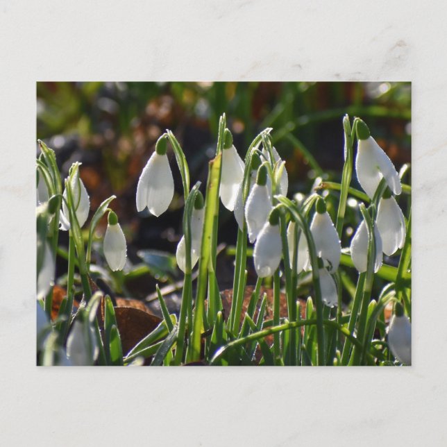 Snowdrops  postcard (Front)