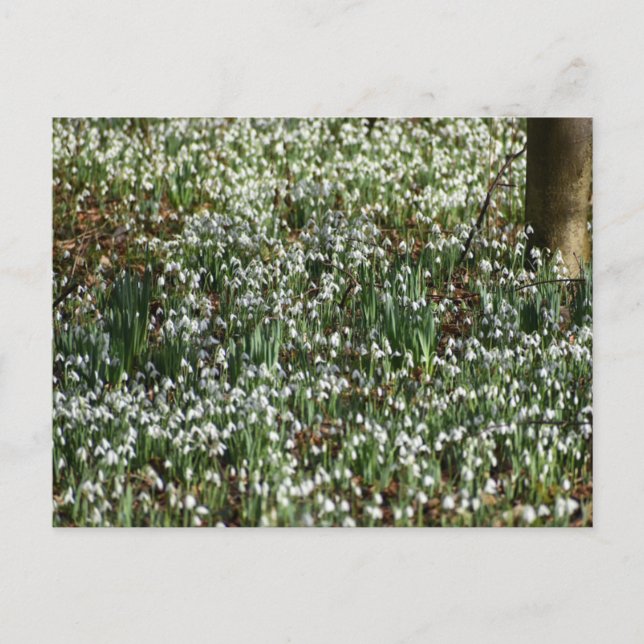 Snowdrops  postcard (Front)