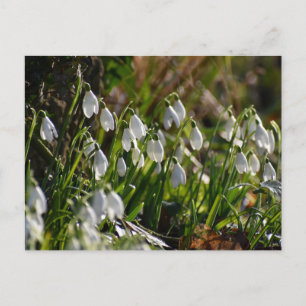 Snowdrops postcard