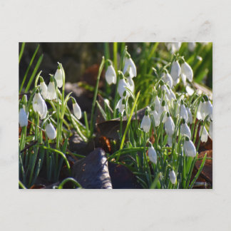 Snowdrops postcard