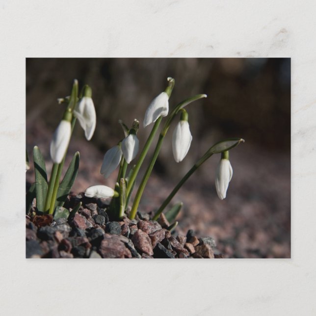 Snowdrops postcard (Front)