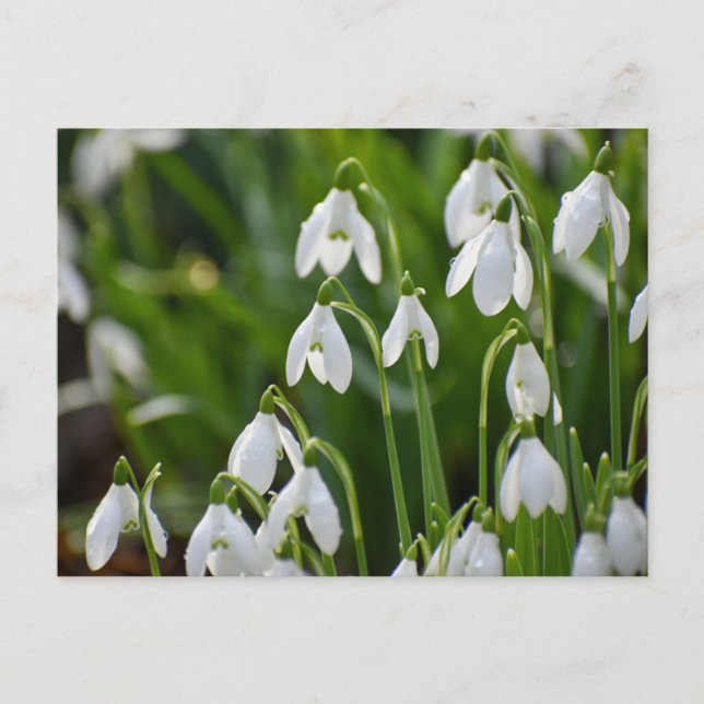 Snowdrops  postcard (Front)