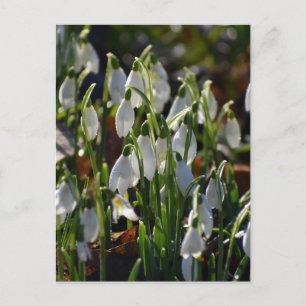 Snowdrops postcard