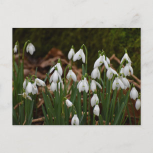 Snowdrops postcard