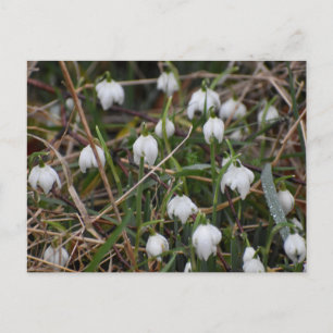 Snowdrops  postcard