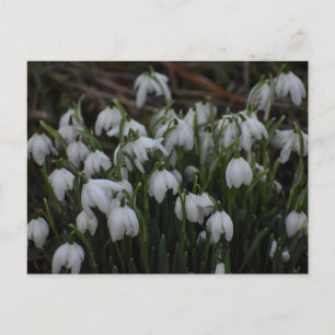 Snowdrops postcard