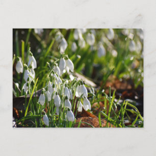 Snowdrops postcard