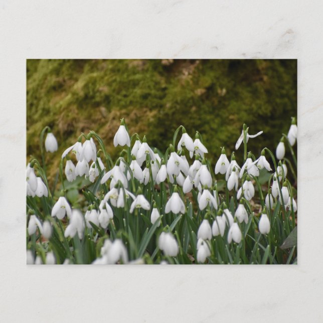 Snowdrops  postcard (Front)