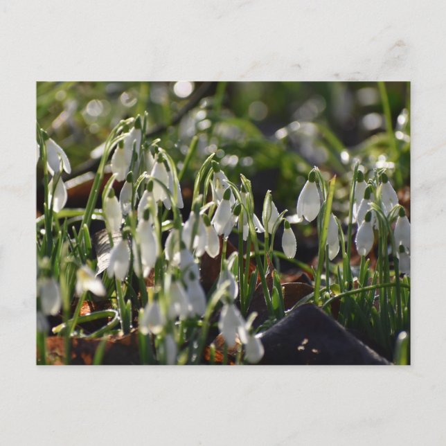 Snowdrops  postcard (Front)