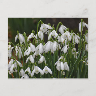 Snowdrops  postcard