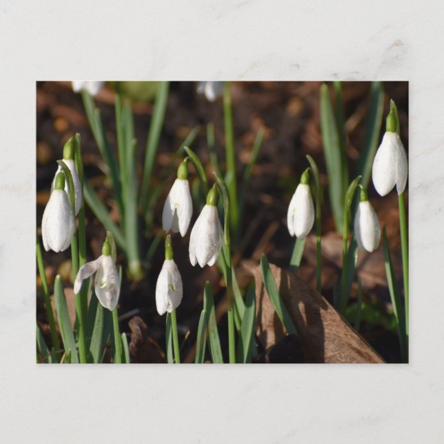 Snowdrops  postcard (Front)