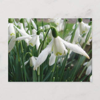Snowdrops Postcard