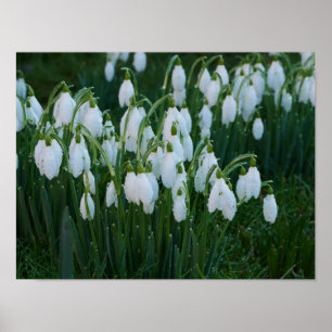 Snowdrops Poster