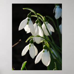 Snowdrops Poster