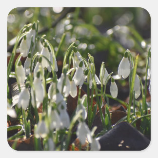 Snowdrops  square sticker