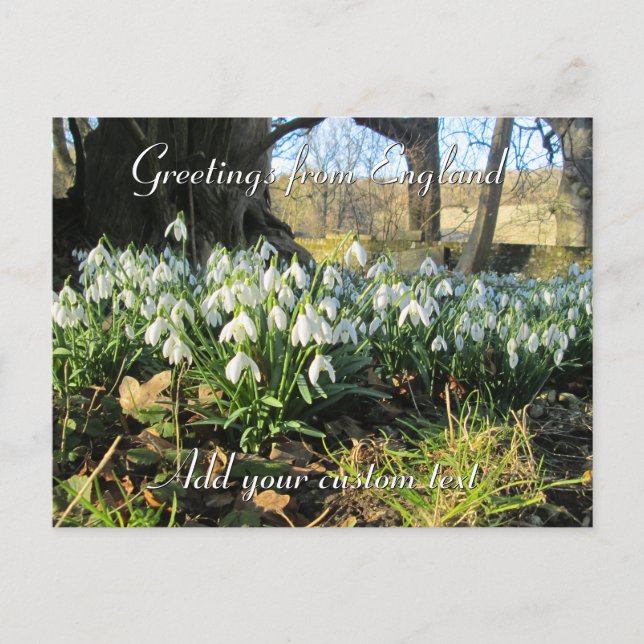 Snowdrops Under a Yew Tree - Personalized Postcard (Front)